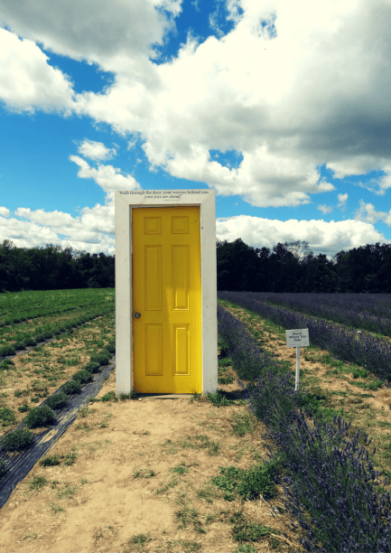 lavender farm toronto terre bleu